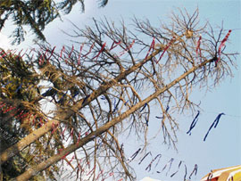 Deodar trees planted during British rule are drying up fast in Palampur.