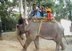 Visitors ride an elephant at the Kalesar National Park in Yamunanagar