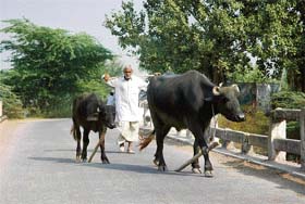 An old man takes his buffaloes for grazing near Indri in Karnal district