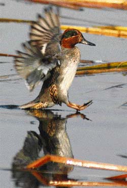 A migratory bird takes flight at the Hokersar wetlands in Srinagar.