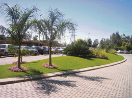 Leaving an island between concrete increases tree life.