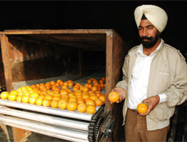 Horticulturist and progressive farmer, Sukhpal Singh Bhullar displaying his new grading and waxing machine at his farm in village Ghuman Kalan in Bathinda.