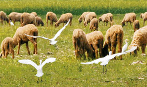 A herd of sheep graze on a winter morning near Ambala as birds flutter nearby.