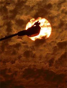 Two birds huddle together atop a street light in the backdrop of the setting sun