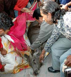 A sambar strayed into the house of a doctor in Ekta Nagar locality in Jalandhar