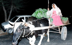 The state could boast of having the maximum numbers of four-wheelers but a major chunk of population still depends on the traditional way of transportation