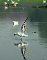 Migratory birds enjoy in the Yumuna river in the Capital 