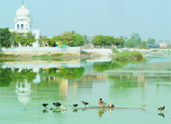 With the sky clearing up, the birds are enjoying a sunny morning in Roopana village at Muktsar