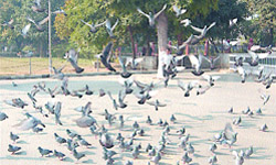 Bird lovers of the city are unhappy with a private body organising the skating camp