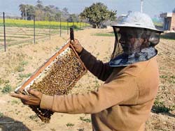 A farmer in Hisar shows his bee collection, which is under threat from a mite which has taken a toll on the bee population in the state.