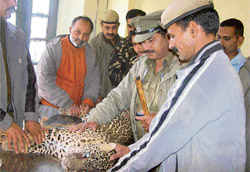 A female leopard which died at Veterinary Hospital, Sundernagar