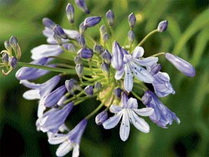 Agapanthus are usually purple, blue or white