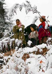 Kufri wears white on Monday. This was the first snowfall of season in Shimla areas.