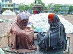 With temperature plummeting after Mondays showers, Tuesday was not a field day for farmers in Bathinda. 