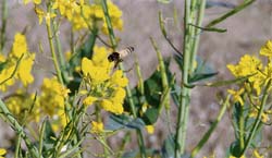 COLLECTING THE BOUNTY: A honeybee in a blooming mustard crop on the research farm of Haryana Agricultural University in Hisar.