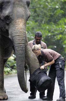 Dr Sonja Luz, a veterinarian, puts a bootie onto the left foot of Tun