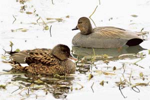 The number of visiting birds has touched a record number of more than six lakh this year