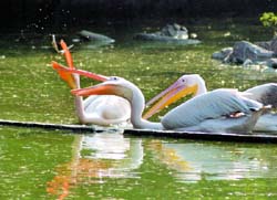 Pelicans catch fish in a pond at the Zoological Park in the Capital on Monday.