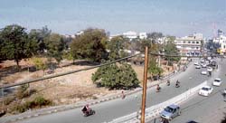 Trees on the old courts complex would be axed if the state govt goes ahead with the auction of the complex in Ludhiana.