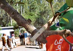 A flag of a political party nailed to a tree in violation of the Indian Forests Act at Fatehpur in Jwali subdivision of Kangra district. 