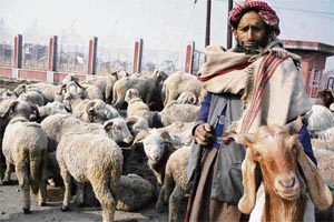 A Kashmiri sheep seller waits for customers at Eidgah, ahead of the Id-ul-Azha, in Srinagar.