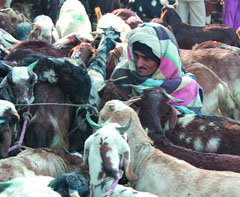A seller with his goats at the Jama Masjid market ahead of Eid-ul-Zuha in the Capital on Wednesday.