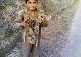 A boy holds two cubs found dead at Badla village under the Jangal Ropa panchayat, about 8 km from Hamirpur