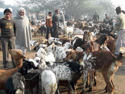The sale of goats picked up on the eve of Id-ul-Zuha in Ludhiana on Thursday.