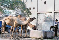 A pair of camels drinks water after a hard days work in Panipat. 