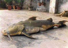 A goonch fish, also called fresh water shark, caught by fishermen.