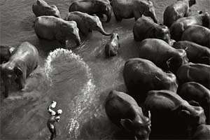 Vanishing Giants: Elephants of Asia