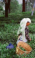 A woman worker plucks tea leaves from a garden in the Kangra valley.