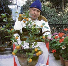 Retired Agriculture Department official V. N. Behal proudly displays his bonsai orange plant at his house in Bilaspur.