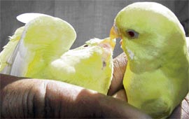 Tribune lensman Kamal Sachar captured these two chicks in a playful mood in Ambala on Sunday.
