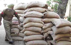 A cop counts the stolen rice bags at the Haibowal police station in Ludhiana on Sunday.