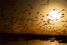 Migratory birds that come to Gharana wetland in Jammu may face tough time ahead