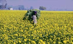 Mustard in full bloom in the countryside of Ludhiana, welcoming the holiday season.