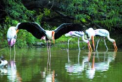 Pelicans search for food in a pond at the Zoological Park in the Capital on Saturday.