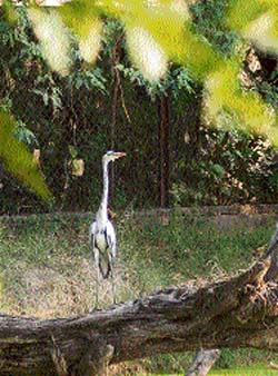 Sentinel stands tall: A saras seems to be keeping a watch at the mini-zoo at Pipli, Kurukshetra. 
