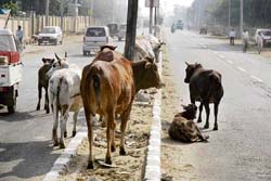 Stray cattle in Jammu has made the traffic situation miserable in the city. 