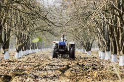 A farmer works on his field amidst leafless trees on a cold morning in Laddowal.