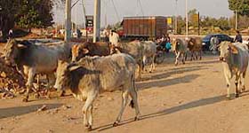 Stray cattle move about in residential areas in Mohali in the absence of any solution to the problem