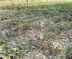 Late blight, a fungal disease, has caused widespread damage to crops in Yamunanagar district.