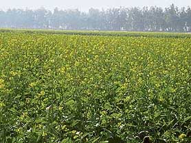 Mustard crop in full bloom on the fields of Haryana Agricultural University in Hisar. 