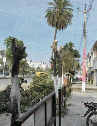 These trees, planted by the Haryana Environmental Society in Yamunanagar, were found chopped off on Monday.