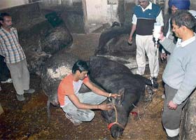 A veterinary doctor treats a buffalo at Milk Colony in dhanas village on Wednesday morning where 10 buffaloes died under mysterious circumstances on Tuesday night