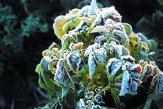 Frost is wreaking havoc on potato crop in Nakodar and Adampur areas. 
