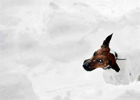 A dog plays in the snow during a heavy snowfall in Sofia
