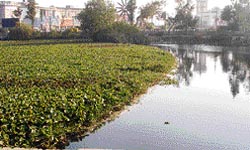 The Municipal Park lake covered with wild growth and weeds.