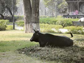 A cow seems to enjoy the wild growth of grass at Baradari Gardens in Patiala.
